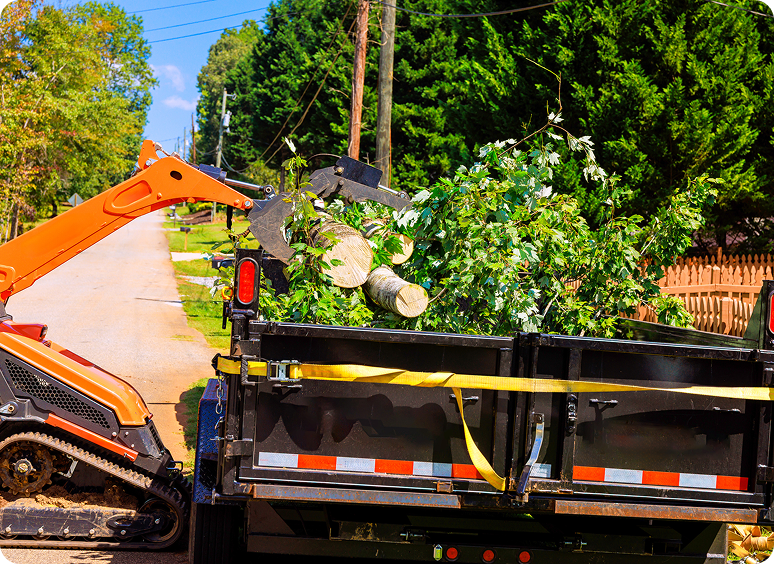 Tree debris loaded into a dump truck.